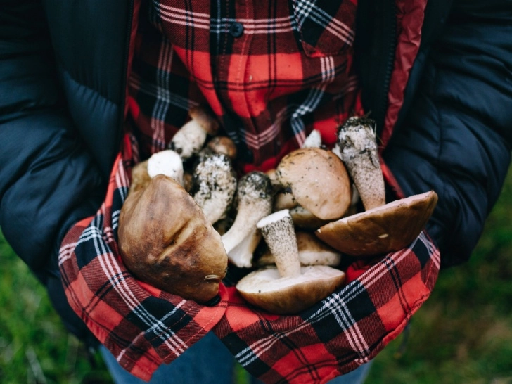 Какие грибы можно и нельзя собирать: полезная информация для грибников