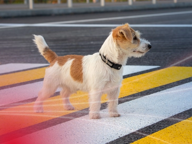 Страховые случаи с животными: как получить компенсацию по КАСКО и ОСАГО