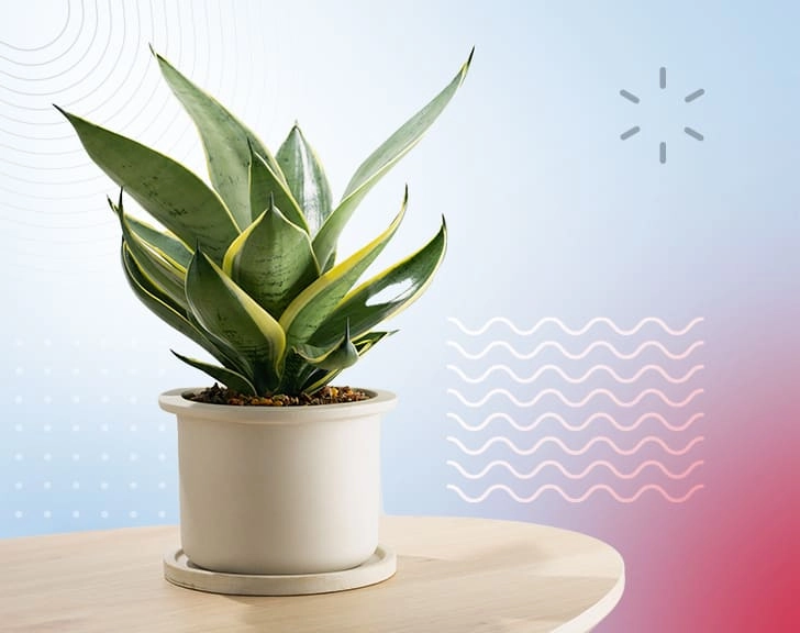 Тропический рай или 5 лучших растений для рабочего места